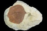 Detailed Fossil Leaf (Zizyphoides) - Montana #95469-1